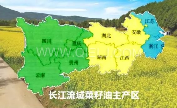 濃香菜籽油成套設備，企鵝糧油機械品質出眾(圖1)