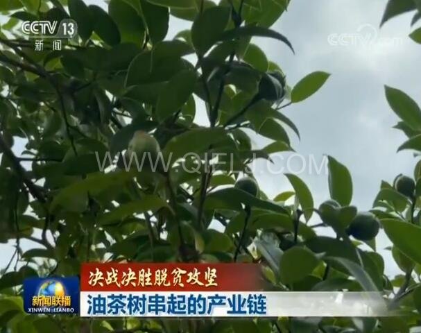 新聞聯(lián)播決戰(zhàn)決勝脫貧攻堅(jiān)之油茶樹串起的產(chǎn)業(yè)鏈(圖1) 新聞聯(lián)播決戰(zhàn)決勝脫貧攻堅(jiān)之油茶樹串起的產(chǎn)業(yè)鏈(圖1)