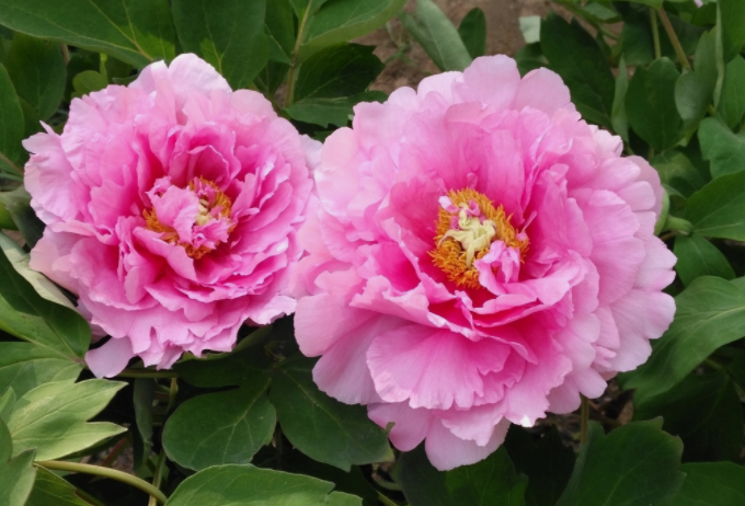 牡丹籽油精煉脫酸，企鵝機械設備較好掌控生產條件(圖1)